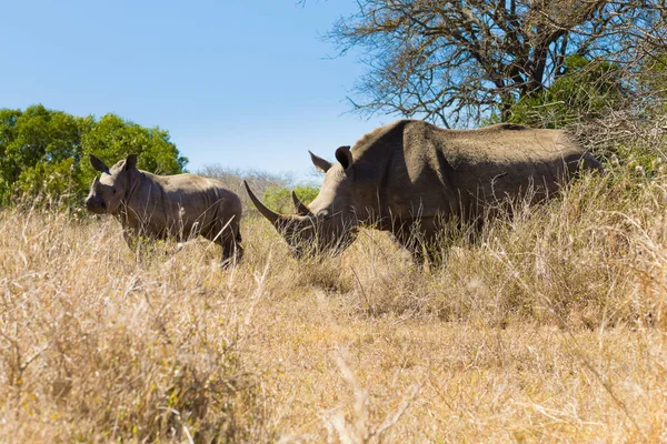 Vit Noshörning Kvinna Med Valp Från Hluhluwe Imfolozi Park Sydafrika — Stockfoto