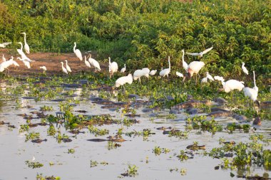 Güzel Pantanal manzarası, Güney Amerika, Brezilya. Doğa ve vahşi yaşam ünlü Transpantaneira toprak yolu boyunca.