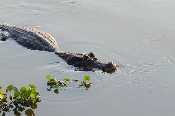 カイマン パンタナール ブラジルの水の表面に浮かんでいます ブラジルの野生動物 — ストック写真