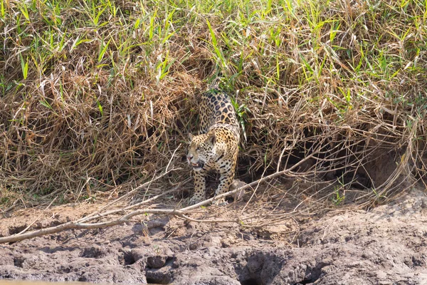 Brezilya Pantanal Dan Nehir Kenarındaki Jaguar Vahşi Brezilya Kedisi Gibi — Stok fotoğraf