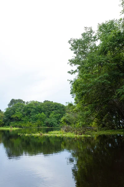 Amazon yağmur ormanlarından Panorama, Brezilya 'nın sulak arazisi. Yönlendirilebilir göl. Güney Amerika dönüm noktası. Amazonia