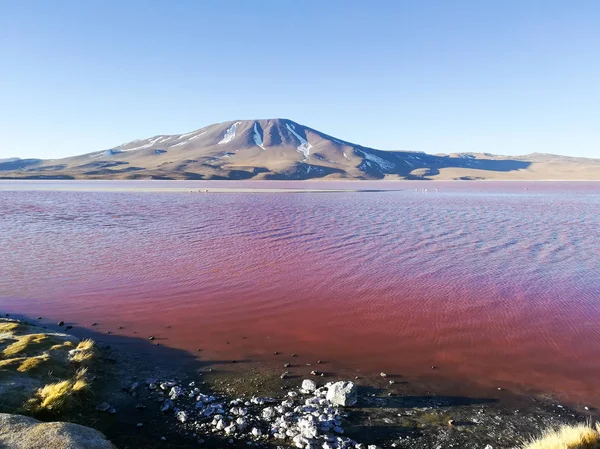 Laguna Colorada Landscape Bolivia Beautiful Bolivian Panorama Red Water Lagoon — Stock Photo, Image
