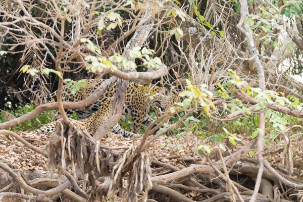Jaguar Folyón Pantanalból Brazíliából Vad Brazil Macska Természet Vadvilág — Stock Fotó