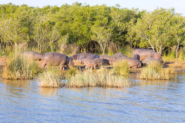 Stádo Hrochů Spící Podél Řeky Isimangaliso Wetland Park Jihoafrická Republika — Stock fotografie