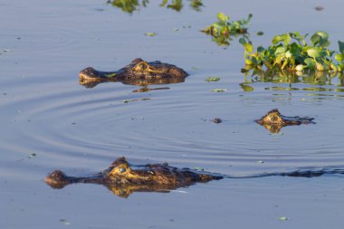 Pantanal, Brezilya için suyun yüzeyinde yüzen caiman. Brezilya yaban hayatı.