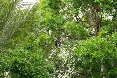 Pantanal, Brezilya niteliğine sorguçlu capuchin maymunu. Brezilya yaban hayatı. Sapajus apella