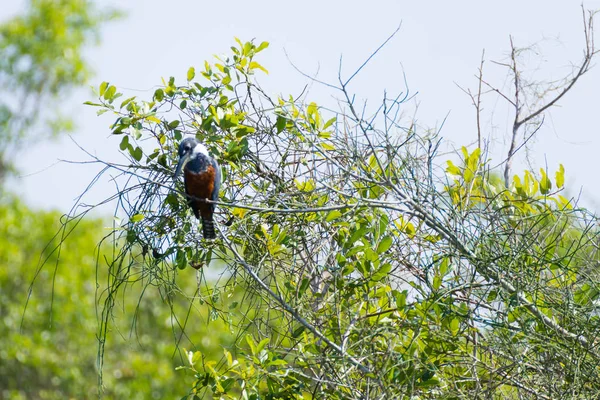 Beringter Eisvogel Der Natur Pantanal Brasilien Brasilianische Tierwelt — Stockfoto