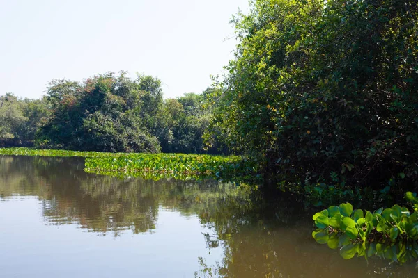 Panorama Pantanal Región Humedales Brasileños Los Nenúfares Acercan Naturaleza Exteriores — Foto de Stock