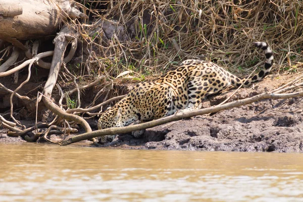 Brezilya Pantanal Dan Nehir Kenarındaki Jaguar Vahşi Brezilya Kedisi Gibi — Stok fotoğraf