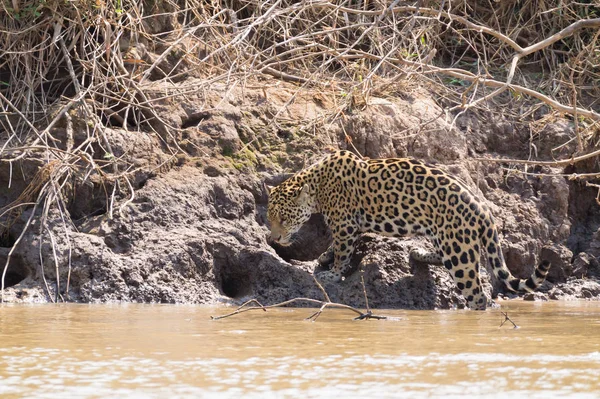 Jaguar Sulla Riva Del Fiume Pantanal Brasile Selvaggio Felino Brasiliano — Foto Stock