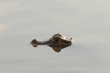 Pantanal, Brezilya için suyun yüzeyinde yüzen caiman. Brezilya yaban hayatı.