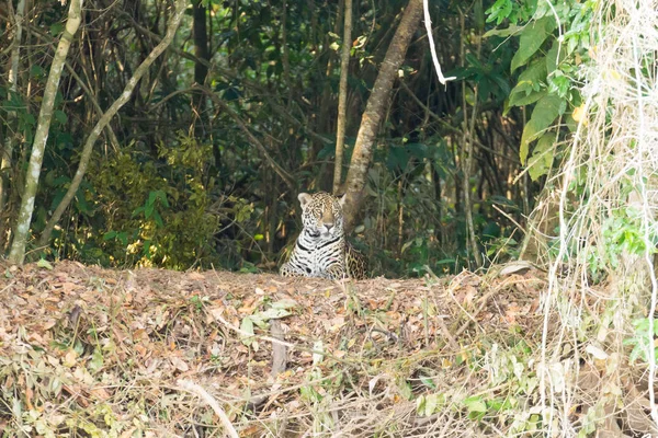 Jaguar Břehu Řeky Pantanal Brazílie Divoké Brazilské Kočkovitá Šelma Příroda — Stock fotografie