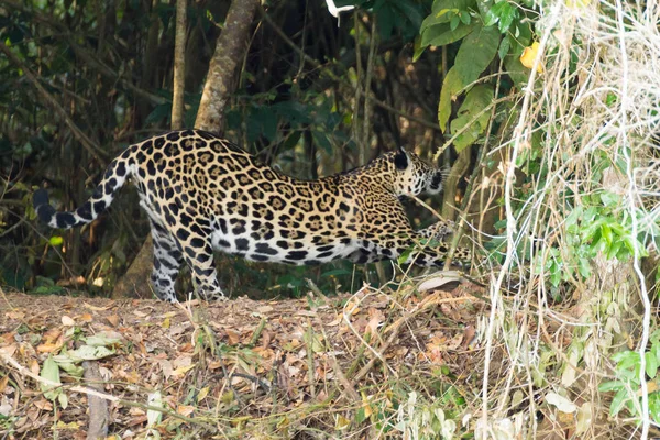 Pantanal 브라질에서 강둑에 재규어입니다 브라질 고양이입니다 표범속 Onca — 스톡 사진