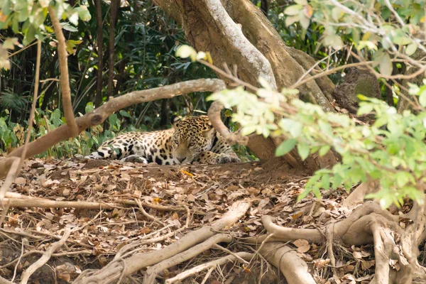 Jaguár Břehu Řeky Pantanalu Brazílii Divoká Brazilská Kočka Příroda Volně — Stock fotografie