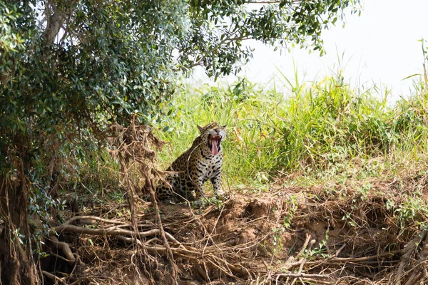 Ягуар Берегу Реки Пантанала Бразилия Дикая Бразильская Кошка Природа Дикая — стоковое фото