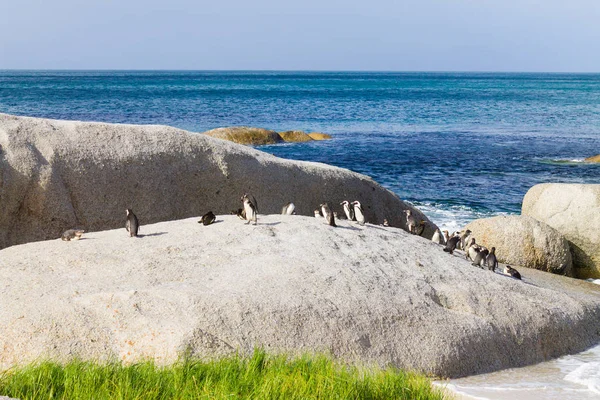 African penguin colony from Simon's town conservancy area, South Africa. African wildlife