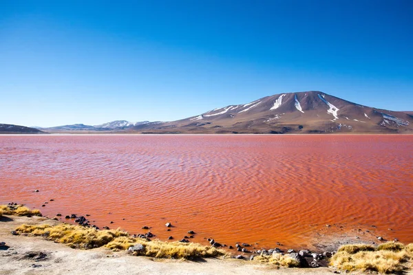 Λαγκούνα Κολοράντα Τοπίο Βολιβία Πανόραμα Της Βολιβίας Λιμνοθάλασσα Κόκκινου Νερού — Φωτογραφία Αρχείου