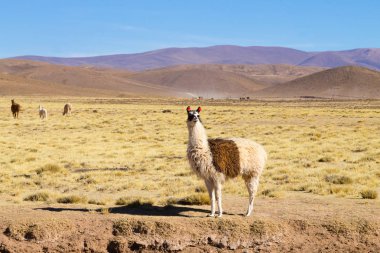 Bolivya Lama 'sı Andean Platosu, Bolivya' da çoğalıyor