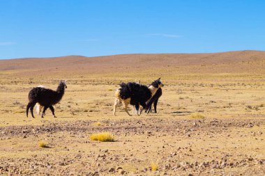 Bolivya Lama 'sı Andean Platosu, Bolivya' da çoğalıyor