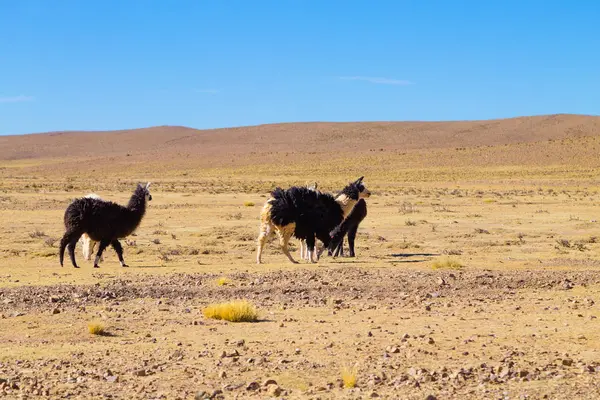 Reproducción Llamas Bolivianas Meseta Andina Bolivia —  Fotos de Stock