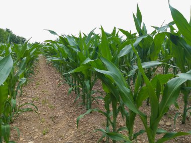 Mısır tarlası. İtalyan tarım. Kırsal manzara