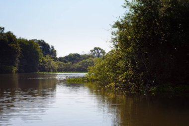 Panorama from Pantanal, Brazilian wetland region. Navigable lagoon. South America landmark clipart
