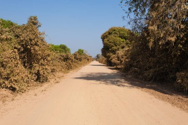 Perspektif içinde Brezilya toprak yol. Ünlü Brezilyalı Transpantaneira toprak yol. Pantanal alan, Brezilya