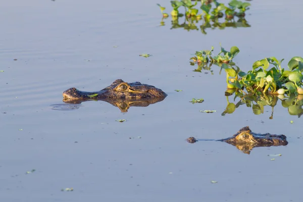 Caiman Plovoucí Povrchu Vody Pantanal Brazílie Brazilské Přírody — Stock fotografie