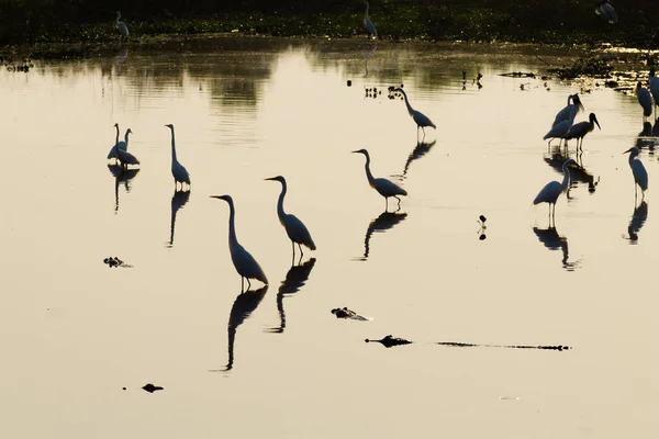 鸟从巴西潘塔纳尔湿地 水面上反映 巴西的野生动物 鸟的剪影 — 图库照片