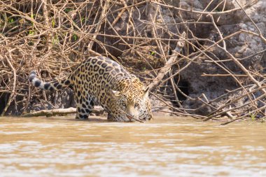 Brezilya, Pantanal 'dan nehir kenarındaki Jaguar. Vahşi Brezilya kedisi gibi. Doğa ve vahşi yaşam