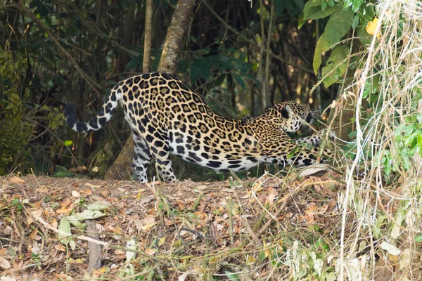 Pantanal 브라질에서 강둑에 재규어입니다 브라질 고양이입니다 표범속 Onca — 스톡 사진