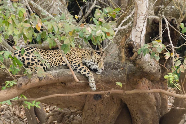 Jaguar Sulla Riva Del Fiume Pantanal Brasile Selvaggio Felino Brasiliano — Foto Stock