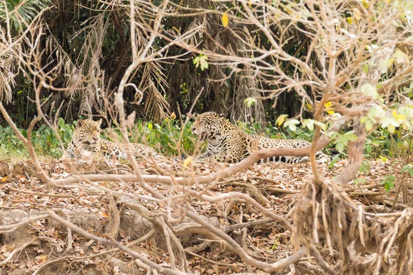 Jaguar Brzegu Rzeki Pantanal Brazylia Dziki Brazylijski Kociak Natura Dzika — Zdjęcie stockowe