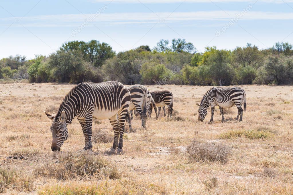Cebra de montaña del Cabo del Parque Nacional Mountain Zebra, Sudáfrica