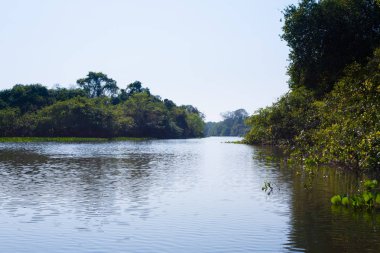 Pantanal, Brezilya 'nın bataklık bölgesinden Panorama. Yönlendirilebilir göl. Güney Amerika dönüm noktası
