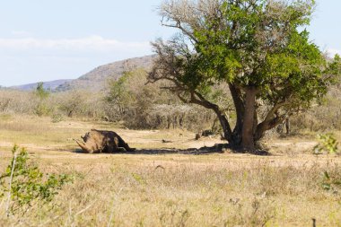 Hluhluwe Imfolozi Park, Güney Afrika bir ağaç altında gergedan uyku beyaz. Afrika yaban hayatı. Ceratotherium simum