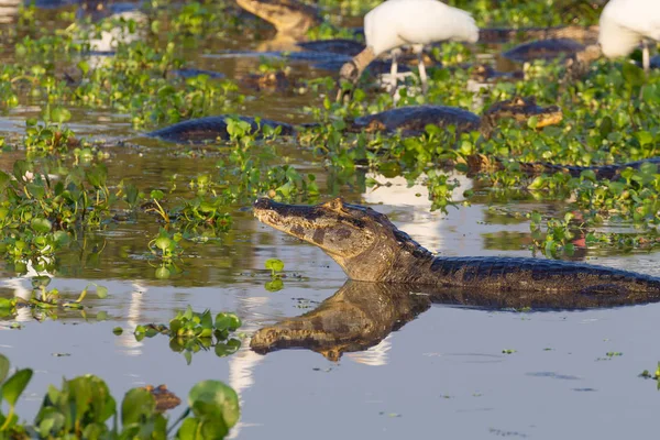Caiman Floating Surface Water Pantanal Brazil Brazilian Wildlife — Stock Photo, Image