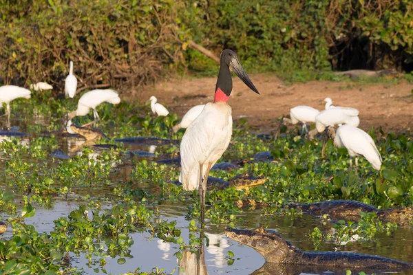Jabiru Leylek Kuş Pantanal Brezilya Niteliğine Brezilya Yaban Hayatı — Stok fotoğraf