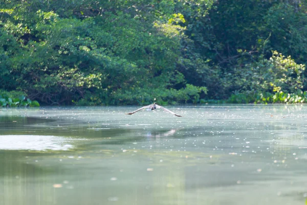 Panorama Pantanal Región Humedales Brasileños Laguna Navegable América Del Sur — Foto de Stock