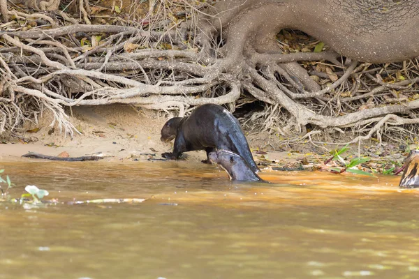 Obrovská Vydra Vodě Mokřadu Pantanal Brazílii Brazilská Divoká Zvěř Pteronura — Stock fotografie