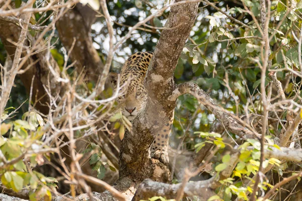 Jaguar Brzegu Rzeki Pantanal Brazylia Dziki Brazylijski Kociak Natura Dzika — Zdjęcie stockowe