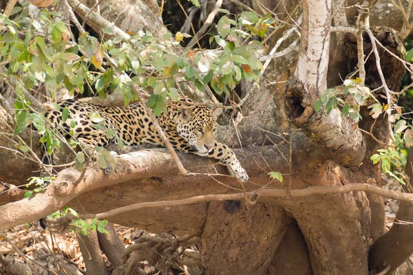 Jaguar Orillas Del Río Pantanal Brasil Felino Brasileño Salvaje Naturaleza —  Fotos de Stock