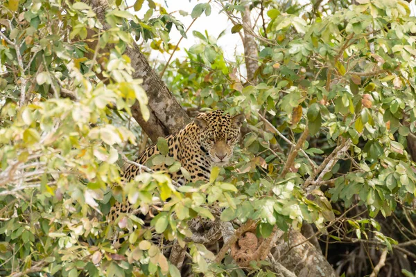 Jaguár Břehu Řeky Pantanalu Brazílii Divoká Brazilská Kočka Příroda Volně — Stock fotografie