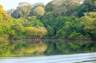 Amazon yağmur ormanlarından Panorama, Brezilya 'nın sulak arazisi. Yönlendirilebilir göl. Güney Amerika dönüm noktası. Amazonia