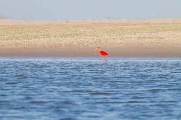 Scharlachrote Ibisse Aus Dem Lencois Maranhenses Nationalpark Brasilien Regenwasserlagune Brasilianische — Stockfoto