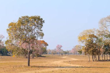 Brezilya güzel Pantanal manzara. Brezilya doğa Transpantaneira yol boyunca. Sulak bölge