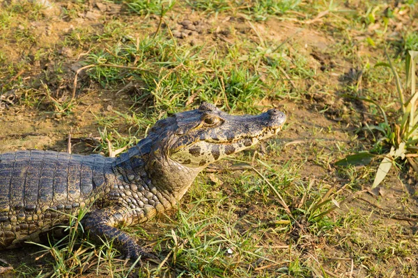 Caimán Que Calienta Sol Mañana Pantanal Brasil Vida Silvestre Brasileña — Foto de Stock