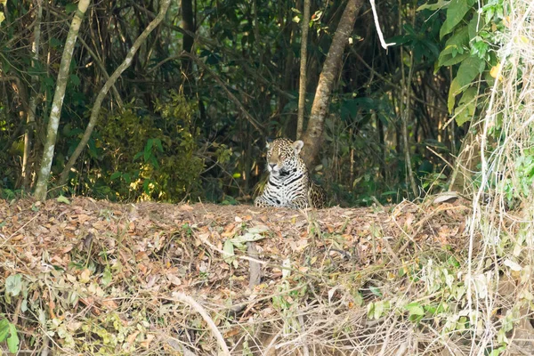 在从巴西潘塔纳尔湿地 河岸上的捷豹 巴西的野生猫科动物 自然和野生动物 美洲虎 — 图库照片