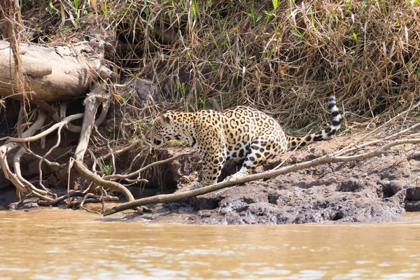 Jaguár Břehu Řeky Pantanalu Brazílii Divoká Brazilská Kočka Příroda Volně — Stock fotografie