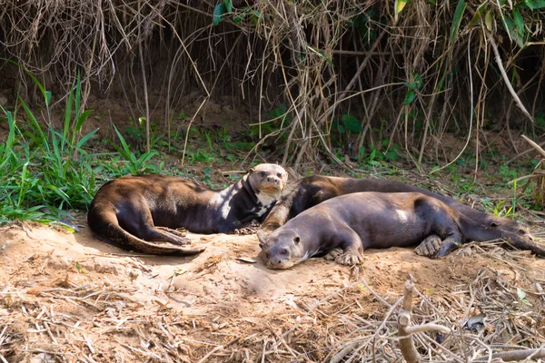 Lontra Gigante Água Zona Húmida Pantanal Brasil Vida Selvagem Brasileira — Fotografia de Stock